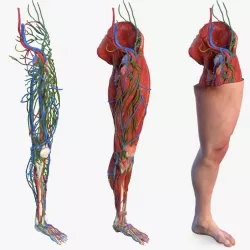 human leg 3d models | Page 1 | STLFinder