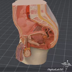 Male Pelvis 3d model