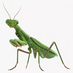 Mantis Religiosa Large Hemimetabolic Insect 3d model