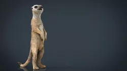 Meerkat 3d model