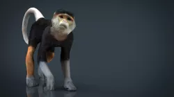 Monkey 3d model