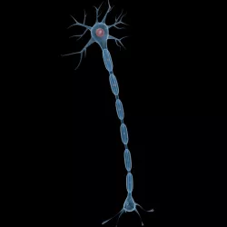 Neuron 1 3d model
