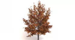 Oak Tree Autumn 3d model