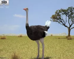 Ostrich (Struthio Camelus) 3d model