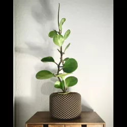 Parametric Spiral Planter