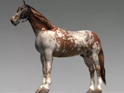 Pinto horse 3d model