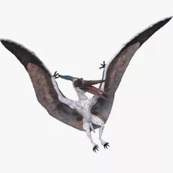Pterosaur Pteranodon White Landing Pose 3d model