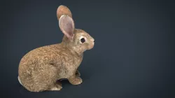 RABBIT 3d model