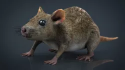 Rat 3d model
