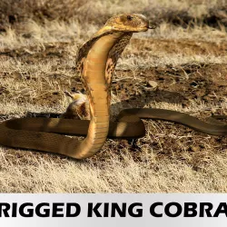 Realistic snake - Rigged King Cobra 3d model