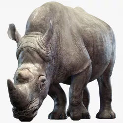 Rhino (Rigged) 3d model
