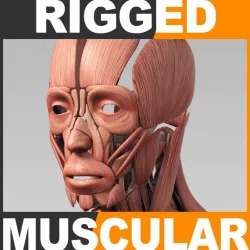 Rigged Human Muscular System 3d model