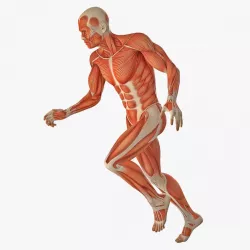 Running Man Muscles Anatomy System 3d model