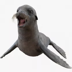 Sea Lion Wet Neutral Pose 3d model