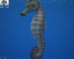 Seahorse (Hippocampus Kuda) 3d model