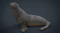 Seal 3d model