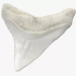 Shark Teeth Carcharodon Angustidens 3d model
