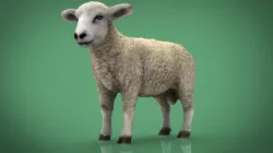 SHEEP 3d model