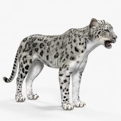 Snow Leopard 3d model