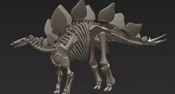 Stegosaurus Skeleton 3d model