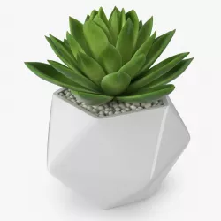 Succulent Echeveria Agavoides 3d model