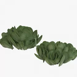 Succulent Pig's Ear 3d model