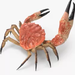 Tasmanian Giant Crab Rigged 3d model