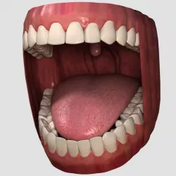 Teeth 1 3d model
