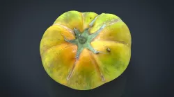 TOMATO 1 3d model