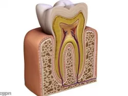 Tooth 3d model