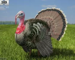 Turkey 3d model
