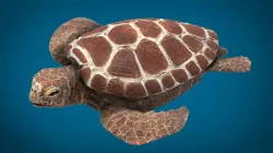 TURTLE 3d model