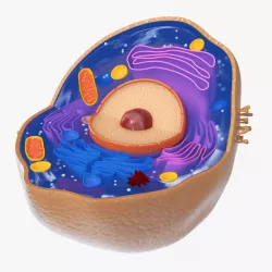 Typical Animal Cell 3d model