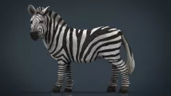 ZEBRA 3d model