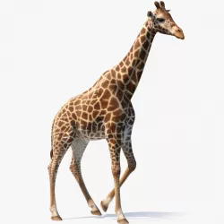 African Giraffe Walking Pose 3d model