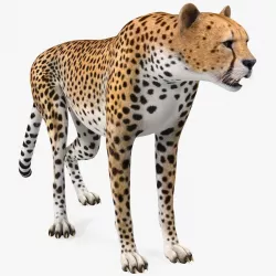 African Large Cat Cheetah Standing Pose 3d model
