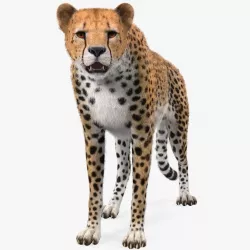 African Large Cat Cheetah Standing Pose with Fur 3d model