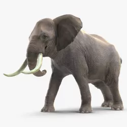 Animated Elephant Agressive Move Fur Rigged 3d model