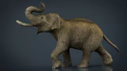 Asian Elephant 3d model