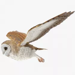 Barn Owl Flying 3d model