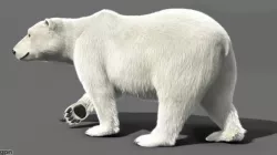 Bear Polar 3d model