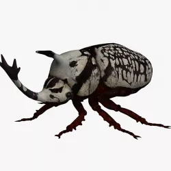 Beetle 3d model