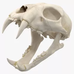 Bengal Tiger Skull 3d model