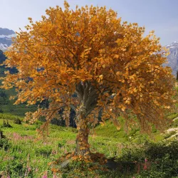 Big Leaf Maple 3d model