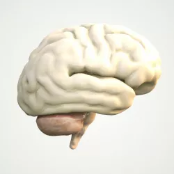 Brain Human Anatomy 3d model