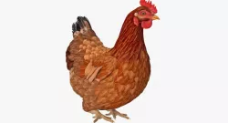 Brown Chicken Siting Pose 3d model