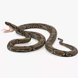 Brown Python Snake Attack Pose 3d model