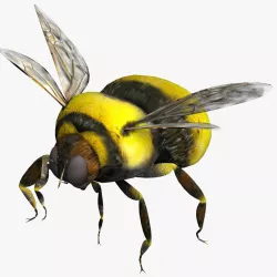 Bumblebee 3d model