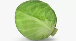 Cabbage 3d model