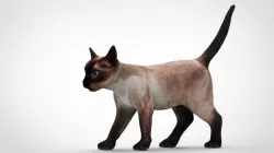 CAT 3d model
